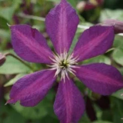 Bosrank (Clematis 'Mikelite') -Aanbiedingen Tuin Ziel Winkel 20120211142737 1 1