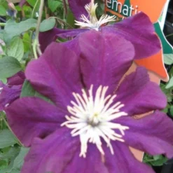 Bosrank (Clematis Viticella) -Aanbiedingen Tuin Ziel Winkel 20120211151041 1 1