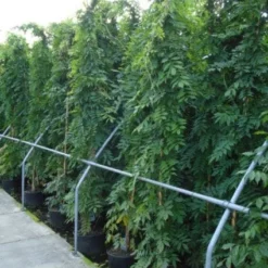 Blauwe Regen (Wisteria Sinensis) -Aanbiedingen Tuin Ziel Winkel 20120213094040 13