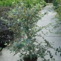 Sneeuwbal (Viburnum Burkwoodii) 12 Sneeuwbal (Viburnum Burkwoodii) -Aanbiedingen Tuin Ziel Winkel 20120213100608 14