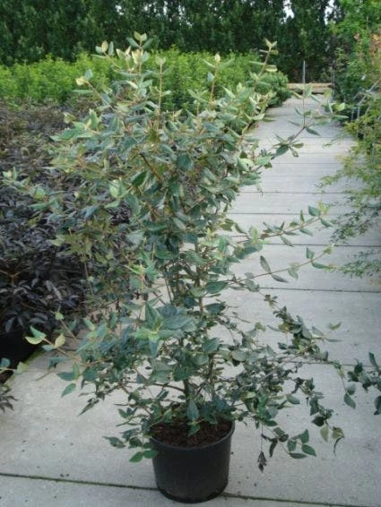 Sneeuwbal (Viburnum Burkwoodii) 3 Sneeuwbal (Viburnum Burkwoodii) - Afbeelding 3