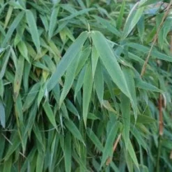 Niet Woekerende Bamboe (Fargesia Murieliae 'Simba') 17 Niet Woekerende Bamboe (Fargesia Murieliae 'Simba') -Aanbiedingen Tuin Ziel Winkel 20120213125522 6