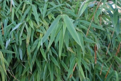 Niet Woekerende Bamboe (Fargesia Murieliae 'Simba') 4 Niet Woekerende Bamboe (Fargesia Murieliae 'Simba') - Afbeelding 4