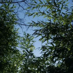 Bamboe (Phyllostachys Aurea) 23 Bamboe (Phyllostachys Aurea) -Aanbiedingen Tuin Ziel Winkel 20120213125929 13