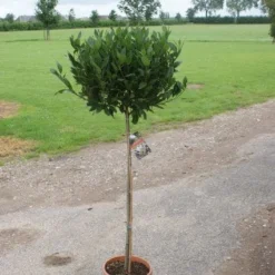 Echte Laurier Op Stam (Laurus Nobilis) -Aanbiedingen Tuin Ziel Winkel 20120213163018 4 1