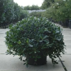 Australische Laurier (Pittosporum Tobira 'Nanum') -Aanbiedingen Tuin Ziel Winkel 20120213163910 8