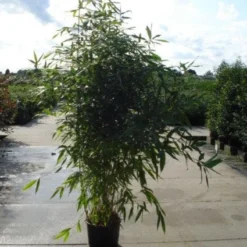 Bamboe (Phyllostachys Aurea) 24 Bamboe (Phyllostachys Aurea) -Aanbiedingen Tuin Ziel Winkel 20120213164824 13