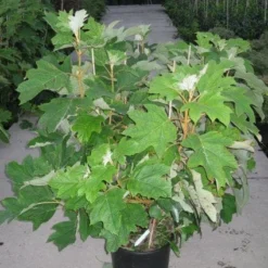 Eikenbladhortensia (Hydrangea Quercifolia) -Aanbiedingen Tuin Ziel Winkel 20120215133849 6