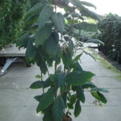 Fluweelhortensia (Hydrangea Aspera 'Macrophylla') -Aanbiedingen Tuin Ziel Winkel 20120215134833 6