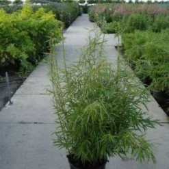 Niet Woekerende Bamboe (Fargesia Robusta) 19 Niet Woekerende Bamboe (Fargesia Robusta) -Aanbiedingen Tuin Ziel Winkel 20120217133816 5