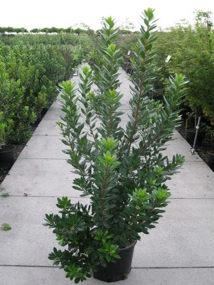 Aardbeiboom Als Struik (Arbutus Unedo) 6 Aardbeiboom Als Struik (Arbutus Unedo) - Afbeelding 6