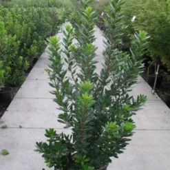 Aardbeiboom Als Struik (Arbutus Unedo) 12 Aardbeiboom Als Struik (Arbutus Unedo) -Aanbiedingen Tuin Ziel Winkel 20120218111141 7