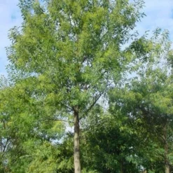 Mimosa Als Boom (Acacia Dealbata) -Aanbiedingen Tuin Ziel Winkel 20120219160954 6