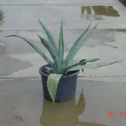 Agave (Agave Americana) 10 Agave (Agave Americana) -Aanbiedingen Tuin Ziel Winkel 20120220095820 3