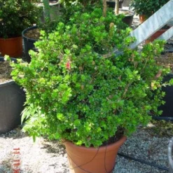 Japanse Azalea (Rhododendron 'Ladyflora Alba')