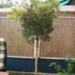 Lampepoetserplant Op Stam (Callistemon Laevis ) -Aanbiedingen Tuin Ziel Winkel 20120220111108 1