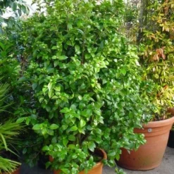 Camelia (Camellia, Rose) -Aanbiedingen Tuin Ziel Winkel 20120220112744 20 4