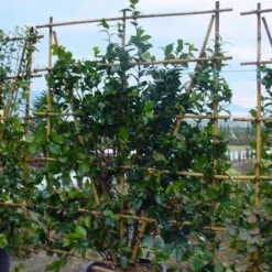 Camelia Als Leivorm (Camellia Japonica) -Aanbiedingen Tuin Ziel Winkel 20120220112828 2