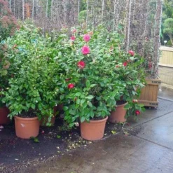 Camelia (Camellia, Rose) -Aanbiedingen Tuin Ziel Winkel 20120220113125 20 4