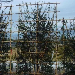 Camelia Als Leivorm (Camellia Japonica)