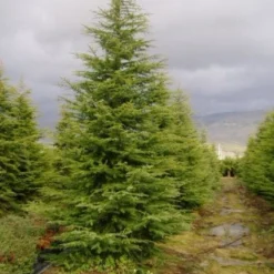 Libanonceder (Cedrus Libani) 8 Libanonceder (Cedrus Libani) -Aanbiedingen Tuin Ziel Winkel 20120220143126 17