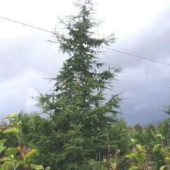 Libanonceder (Cedrus Libani) 9 Libanonceder (Cedrus Libani) -Aanbiedingen Tuin Ziel Winkel 20120220143307 17