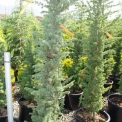 Zuilvormige Ceder (Cedrus Libani 'Fastigiata') 19 Zuilvormige Ceder (Cedrus Libani 'Fastigiata') -Aanbiedingen Tuin Ziel Winkel 20120220143513 11