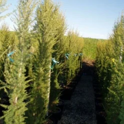 Zuilvormige Ceder (Cedrus Libani 'Fastigiata') 23 Zuilvormige Ceder (Cedrus Libani 'Fastigiata') -Aanbiedingen Tuin Ziel Winkel 20120220143559 10