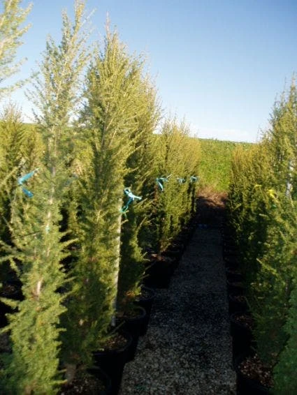 Zuilvormige Ceder (Cedrus Libani 'Fastigiata') 9 Zuilvormige Ceder (Cedrus Libani 'Fastigiata') - Afbeelding 9