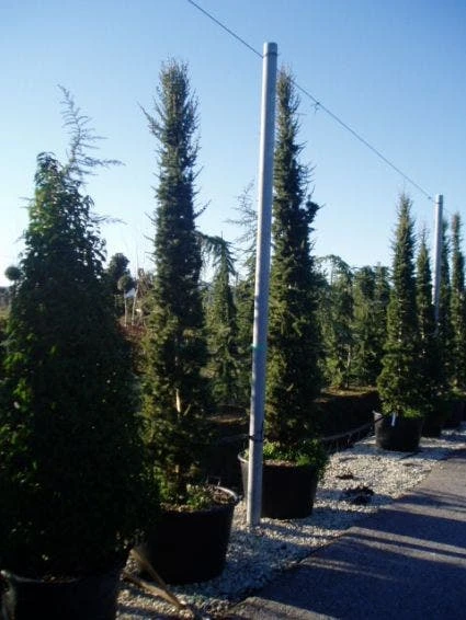 Zuilvormige Ceder (Cedrus Libani 'Fastigiata') 8 Zuilvormige Ceder (Cedrus Libani 'Fastigiata') - Afbeelding 8