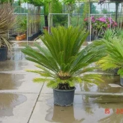 Cycaspalm (Cycas Revoluta) -Aanbiedingen Tuin Ziel Winkel 20120220154507 5 1