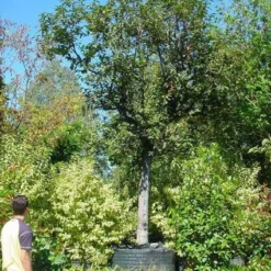 Kaki (Diospyros Kaki) -Aanbiedingen Tuin Ziel Winkel 20120220155112 8