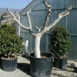 Vijg Als Solitair (Ficus Carica) -Aanbiedingen Tuin Ziel Winkel 20120220162113 7