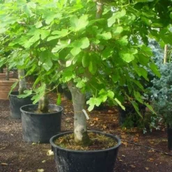 Vijg Als Solitair (Ficus Carica) -Aanbiedingen Tuin Ziel Winkel 20120220162214 7