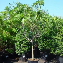 Vijg Op Stam (Ficus Carica) -Aanbiedingen Tuin Ziel Winkel 20120220162356 8