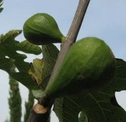 Vijg Op Stam (Ficus Carica) -Aanbiedingen Tuin Ziel Winkel 20120221133840 8
