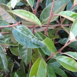 Olijfwilg Als Leivorm (Elaeagnus Ebbingei) 12 Olijfwilg Als Leivorm (Elaeagnus Ebbingei) -Aanbiedingen Tuin Ziel Winkel 20120225093026 2