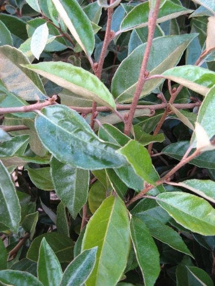 Olijfwilg Als Leivorm (Elaeagnus Ebbingei) 3 Olijfwilg Als Leivorm (Elaeagnus Ebbingei) - Afbeelding 3