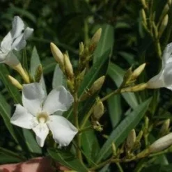 Oleander Als Leivorm (Nerium Oleander) 6 Oleander Als Leivorm (Nerium Oleander) -Aanbiedingen Tuin Ziel Winkel 20120225093249 1