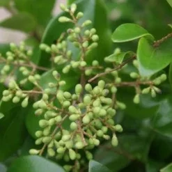 Liguster Op Stam (Ligustrum Japonicum 'Texanum') 8 Liguster Op Stam (Ligustrum Japonicum 'Texanum') -Aanbiedingen Tuin Ziel Winkel 20120225094531 2