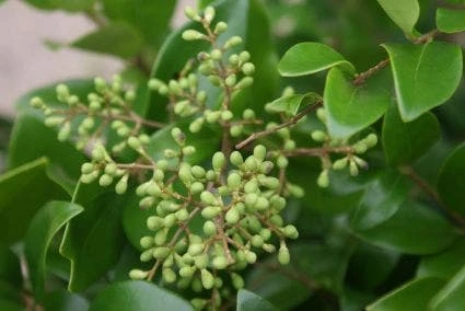 Liguster Op Stam (Ligustrum Japonicum 'Texanum') 3 Liguster Op Stam (Ligustrum Japonicum 'Texanum') - Afbeelding 3