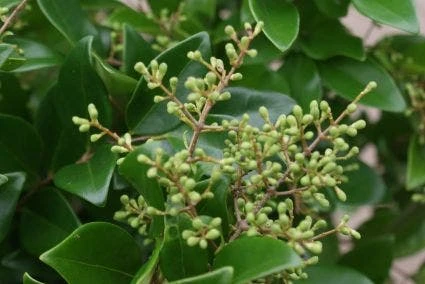 Liguster Op Stam (Ligustrum Japonicum 'Texanum') 2 Liguster Op Stam (Ligustrum Japonicum 'Texanum') - Afbeelding 2
