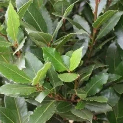 Echte Laurier Als Boom (Laurus Nobilis)