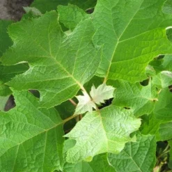 Eikenbladhortensia (Hydrangea Quercifolia) -Aanbiedingen Tuin Ziel Winkel 20120225121709 6