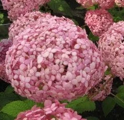 Hortensia (Hydrangea 'Pink Annabelle') -Aanbiedingen Tuin Ziel Winkel 20120225121833 1