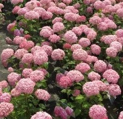 Hortensia (Hydrangea 'Pink Annabelle') -Aanbiedingen Tuin Ziel Winkel 20120225121900 1