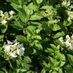 Pluimhortensia (Hydrangea Paniculata 'Dart's Little Dot') 14 Pluimhortensia (Hydrangea Paniculata 'Dart's Little Dot') -Aanbiedingen Tuin Ziel Winkel 20120225125648 4
