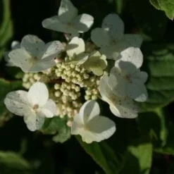 Pluimhortensia (Hydrangea Paniculata 'Dart's Little Dot') 15 Pluimhortensia (Hydrangea Paniculata 'Dart's Little Dot') -Aanbiedingen Tuin Ziel Winkel 20120225125718 4
