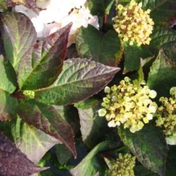 Hortensia (Hydrangea 'Preziosa') 8 Hortensia (Hydrangea 'Preziosa') -Aanbiedingen Tuin Ziel Winkel 20120225171730 2