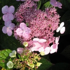 Hortensia (Hydrangea Macrophylla 'Mariesii Perfecta') -Aanbiedingen Tuin Ziel Winkel 20120225172242 2